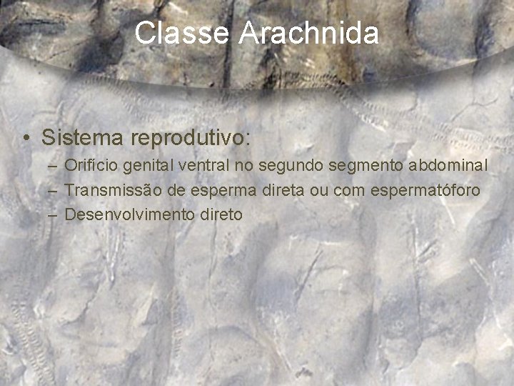 Classe Arachnida • Sistema reprodutivo: – Orifício genital ventral no segundo segmento abdominal –