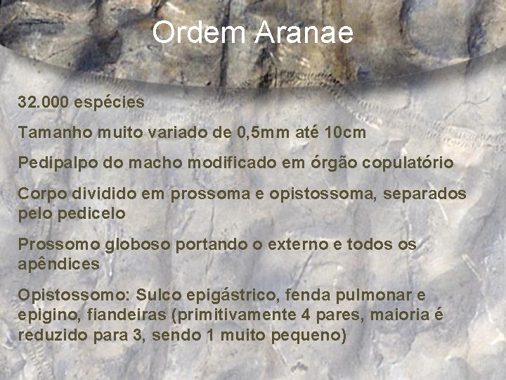 Ordem Aranae 32. 000 espécies Tamanho muito variado de 0, 5 mm até 10