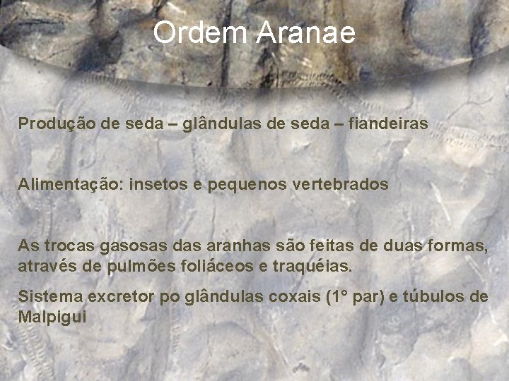 Ordem Aranae Produção de seda – glândulas de seda – fiandeiras Alimentação: insetos e