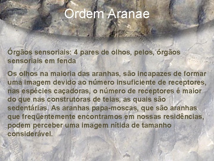 Ordem Aranae Órgãos sensoriais: 4 pares de olhos, pelos, órgãos sensoriais em fenda Os