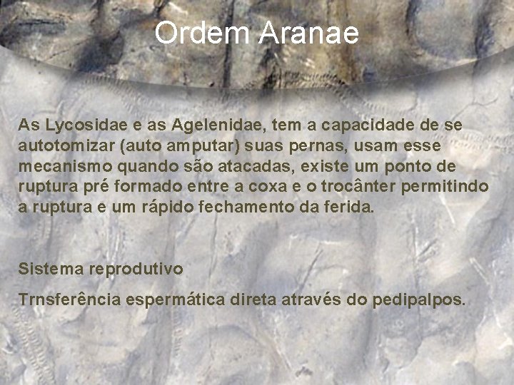 Ordem Aranae As Lycosidae e as Agelenidae, tem a capacidade de se autotomizar (auto