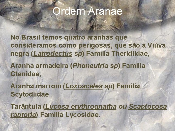 Ordem Aranae No Brasil temos quatro aranhas que consideramos como perigosas, que são a