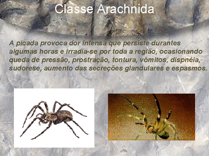 Classe Arachnida A picada provoca dor intensa que persiste durantes algumas horas e irradia-se