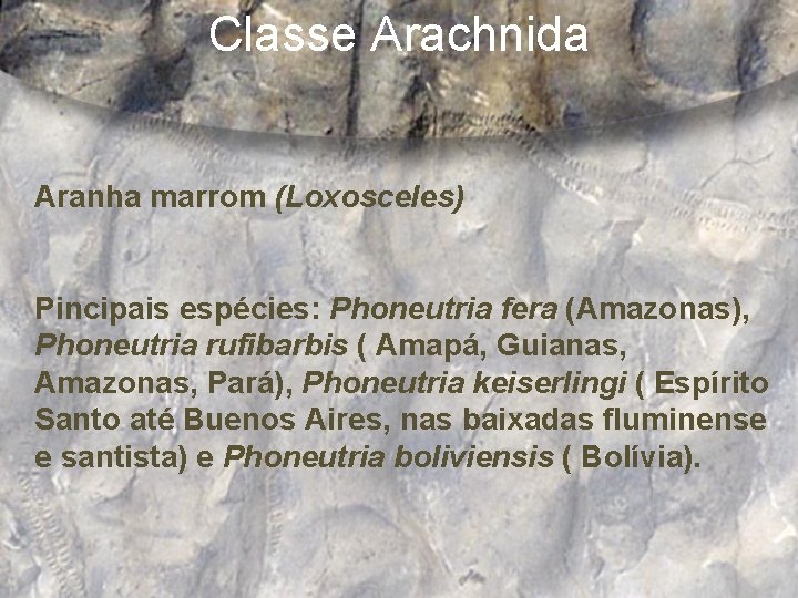 Classe Arachnida Aranha marrom (Loxosceles) Pincipais espécies: Phoneutria fera (Amazonas), Phoneutria rufibarbis ( Amapá,