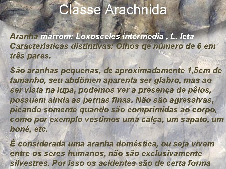 Classe Arachnida Aranha marrom: Loxosceles intermedia , L. leta Características distintivas: Olhos qe número