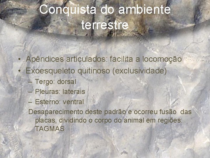 Conquista do ambiente terrestre • Apêndices articulados: facilita a locomoção • Exoesqueleto quitinoso (exclusividade)