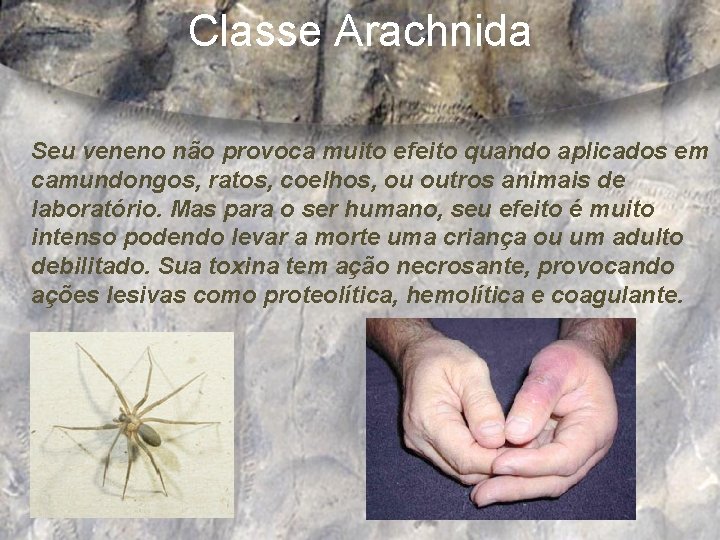 Classe Arachnida Seu veneno não provoca muito efeito quando aplicados em camundongos, ratos, coelhos,