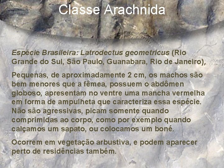 Classe Arachnida Espécie Brasileira: Latrodectus geometricus (Rio Grande do Sul, São Paulo, Guanabara, Rio