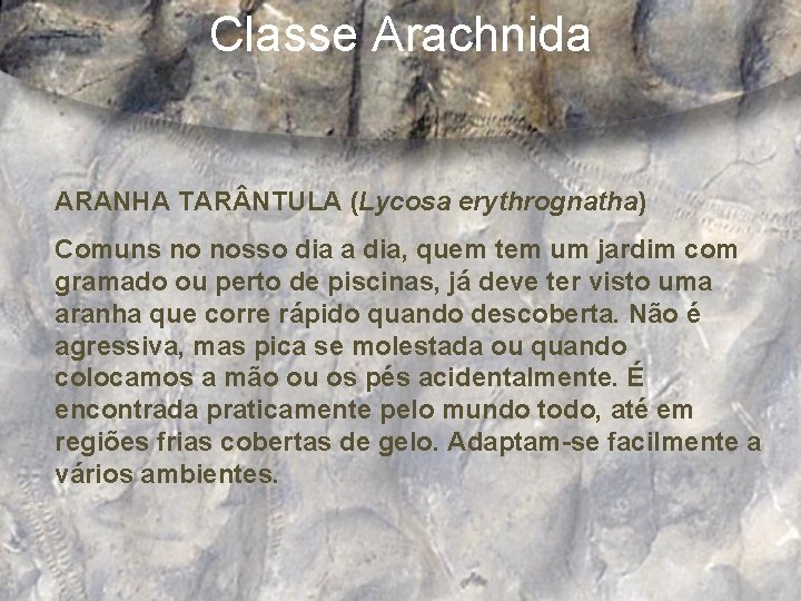 Classe Arachnida ARANHA TAR NTULA (Lycosa erythrognatha) Comuns no nosso dia a dia, quem