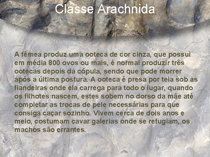 Classe Arachnida A fêmea produz uma ooteca de cor cinza, que possui em média