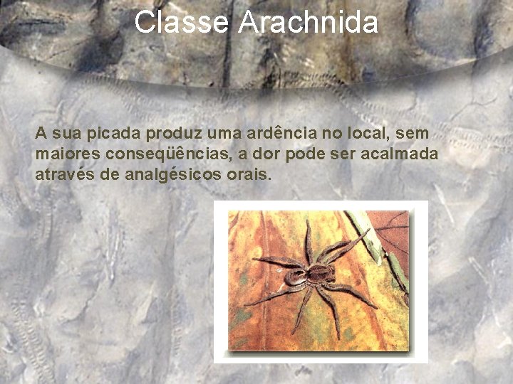 Classe Arachnida A sua picada produz uma ardência no local, sem maiores conseqüências, a