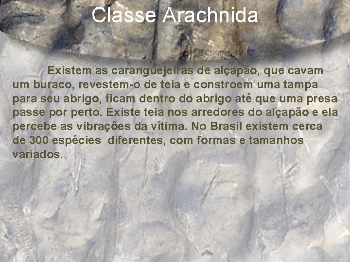 Classe Arachnida Existem as caranguejeiras de alçapão, que cavam um buraco, revestem-o de teia
