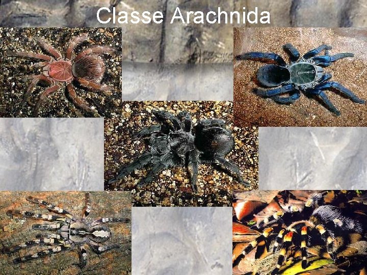 Classe Arachnida 