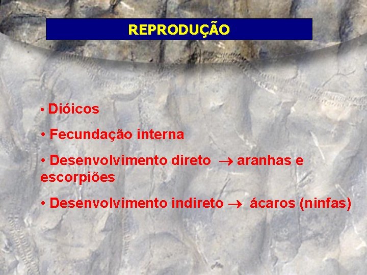 REPRODUÇÃO • Dióicos • Fecundação interna • Desenvolvimento direto aranhas e escorpiões • Desenvolvimento