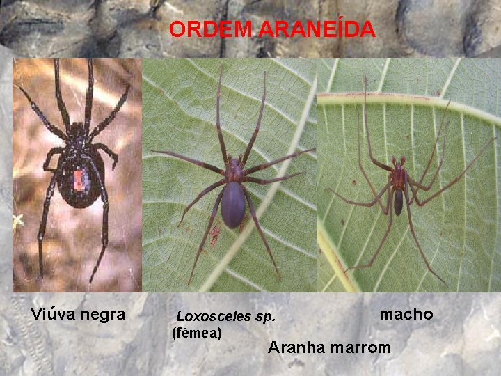  ORDEM ARANEÍDA Viúva negra Loxosceles sp. (fêmea) macho Aranha marrom 