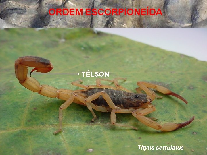 ORDEM ESCORPIONEÍDA TÉLSON Tityus serrulatus 