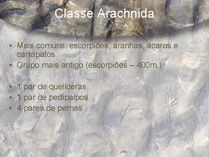 Classe Arachnida • Mais comuns: escorpiões, aranhas, ácaros e carrapatos. • Grupo mais antigo