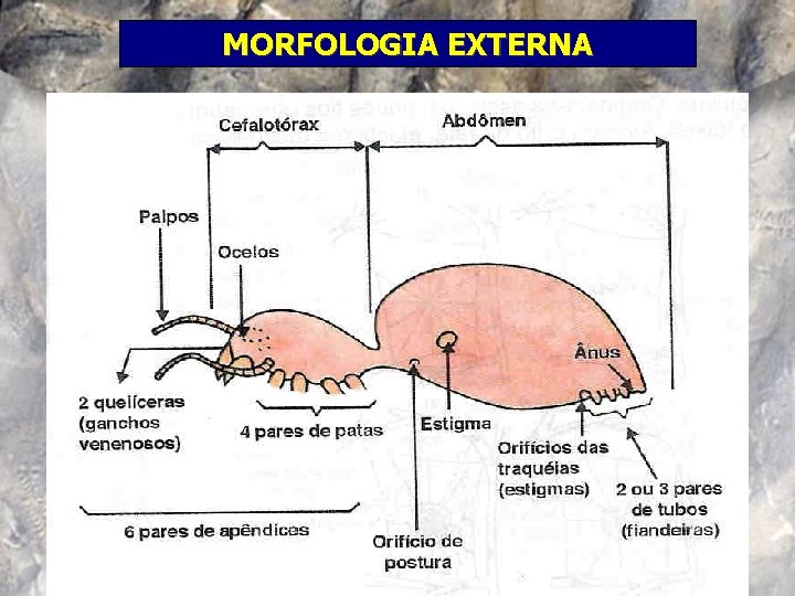 MORFOLOGIA EXTERNA 