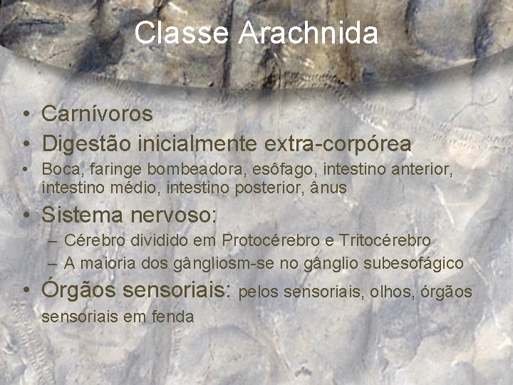 Classe Arachnida • Carnívoros • Digestão inicialmente extra-corpórea • Boca, faringe bombeadora, esôfago, intestino