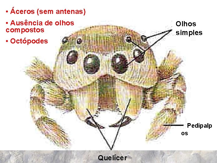  • Áceros (sem antenas) • Ausência de olhos compostos Olhos simples • Octópodes