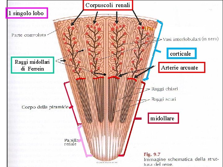 Corpuscoli renali 1 singolo lobo (in nero) corticale Raggi midollari di Ferrein Arterie arcuate Corpuscoli renali 1 singolo lobo (in nero) corticale Raggi midollari di Ferrein Arterie arcuate