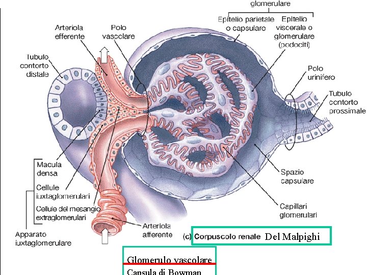 Del Malpighi Glomerulo vascolare Del Malpighi Glomerulo vascolare