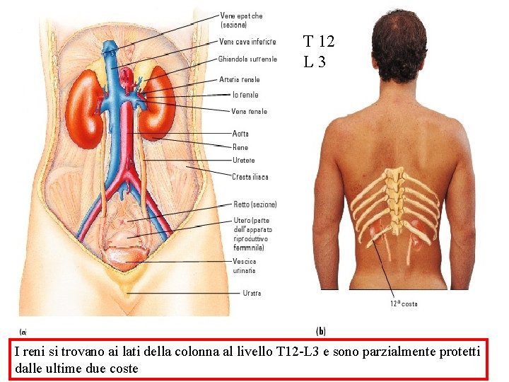 APPARATO URINARIO T 12 L 3 I reni
