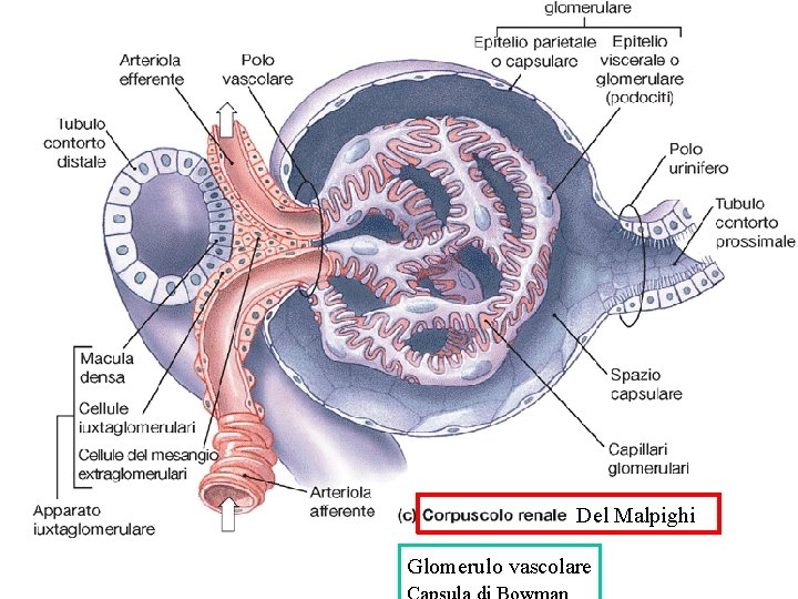 Del Malpighi Glomerulo vascolare Del Malpighi Glomerulo vascolare