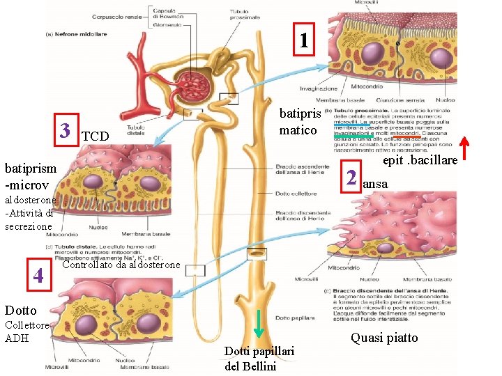 1 3 TCD batipris matico epit. bacillare batiprism -microv 2 ansa aldosterone -Attività di 1 3 TCD batipris matico epit. bacillare batiprism -microv 2 ansa aldosterone -Attività di
