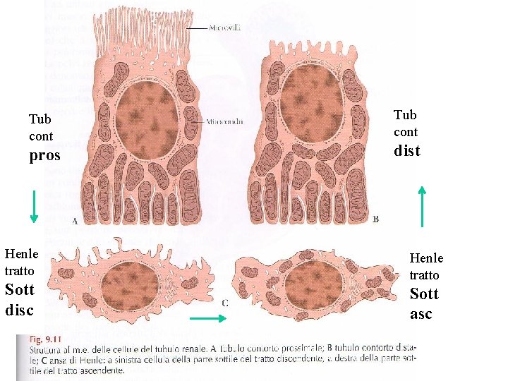 Tub cont pros Henle tratto Sott disc Tub cont dist Henle tratto Sott asc Tub cont pros Henle tratto Sott disc Tub cont dist Henle tratto Sott asc