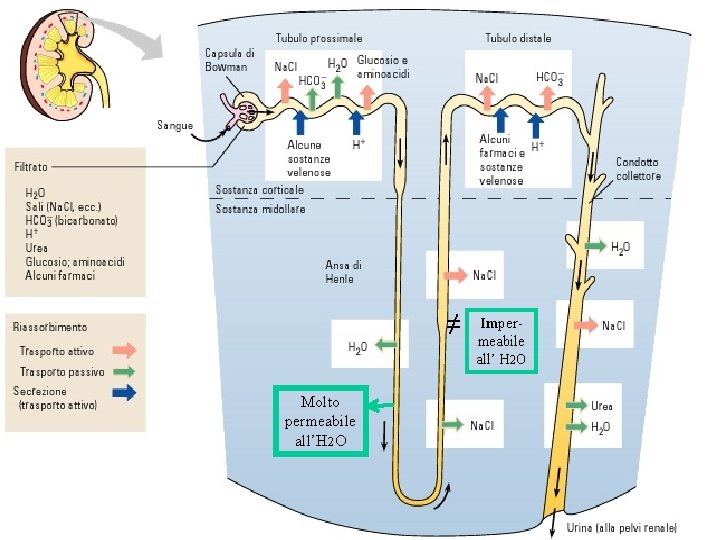 ≠ Molto permeabile all’H 2 O Impermeabile all’ H 2 O ≠ Molto permeabile all’H 2 O Impermeabile all’ H 2 O