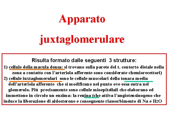 Apparato juxtaglomerulare Risulta formato dalle seguenti 3 strutture: 1) cellule della macula densa: si Apparato juxtaglomerulare Risulta formato dalle seguenti 3 strutture: 1) cellule della macula densa: si