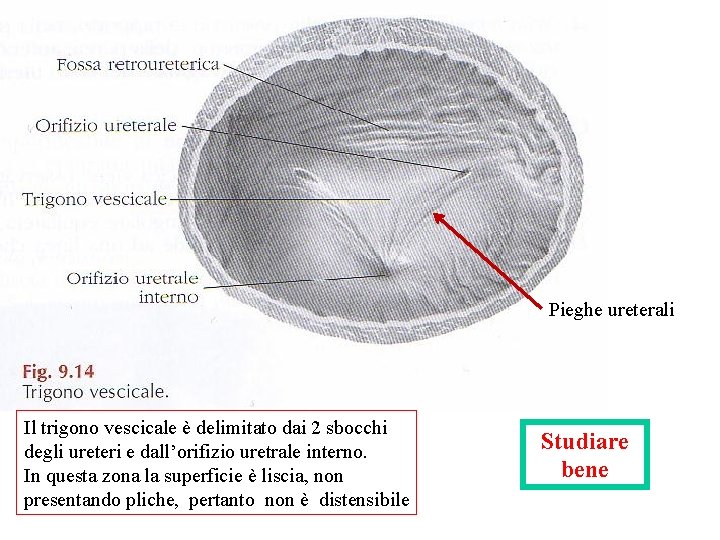 Pieghe ureterali Il trigono vescicale è delimitato dai 2 sbocchi degli ureteri e dall’orifizio Pieghe ureterali Il trigono vescicale è delimitato dai 2 sbocchi degli ureteri e dall’orifizio