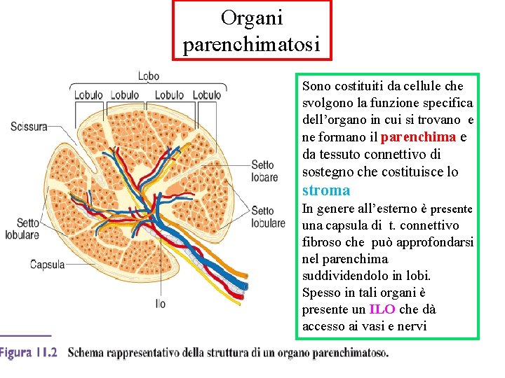 Organi parenchimatosi Sono costituiti da cellule che svolgono la funzione specifica dell’organo in cui Organi parenchimatosi Sono costituiti da cellule che svolgono la funzione specifica dell’organo in cui