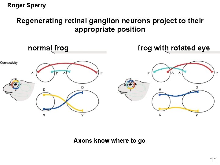 Roger Sperry Regenerating retinal ganglion neurons project to their appropriate position normal frog with