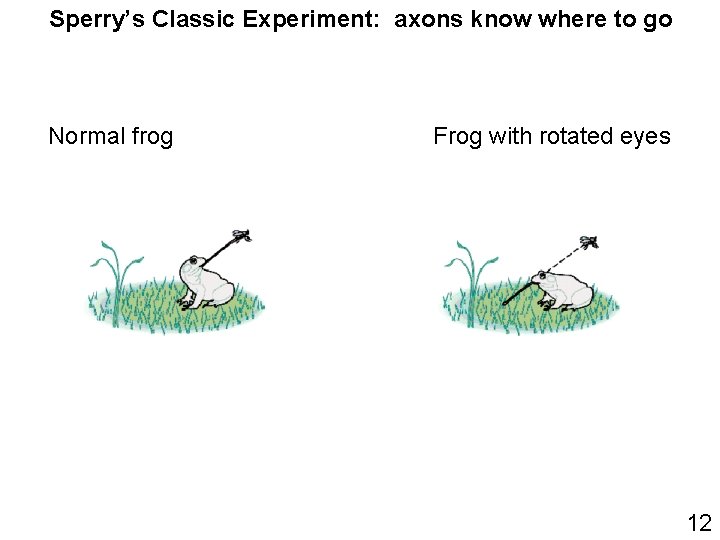 Sperry’s Classic Experiment: axons know where to go Normal frog Frog with rotated eyes