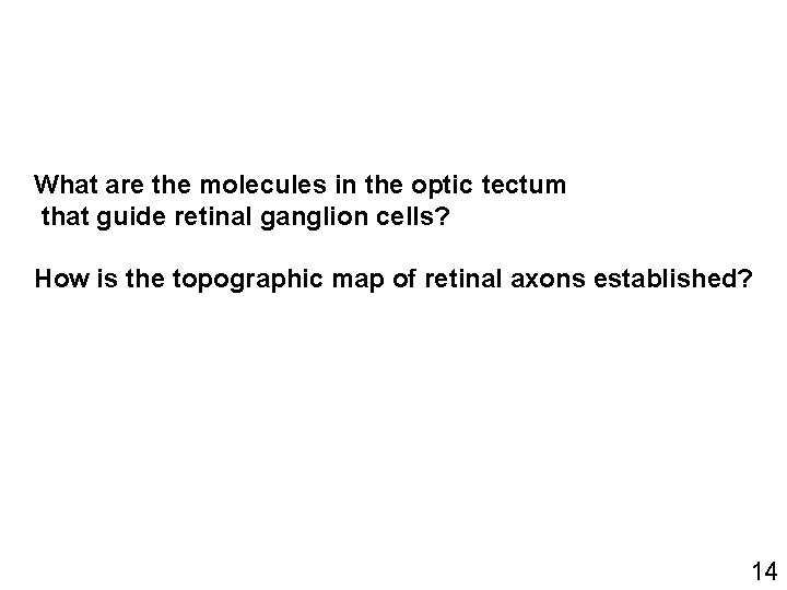 What are the molecules in the optic tectum that guide retinal ganglion cells? How