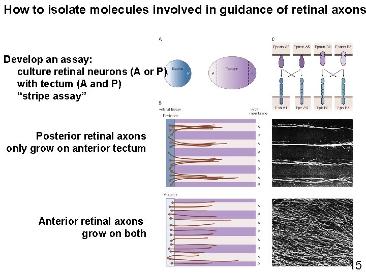 How to isolate molecules involved in guidance of retinal axons Develop an assay: culture