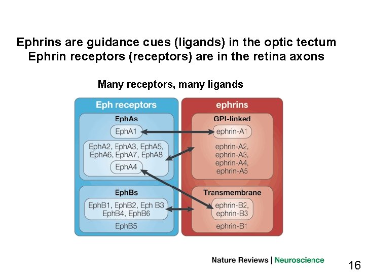 Ephrins are guidance cues (ligands) in the optic tectum Ephrin receptors (receptors) are in
