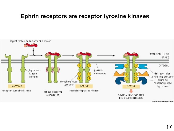 Ephrin receptors are receptor tyrosine kinases 17 