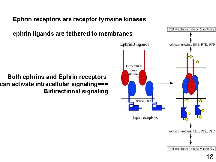 Ephrin receptors are receptor tyrosine kinases ephrin ligands are tethered to membranes Both ephrins