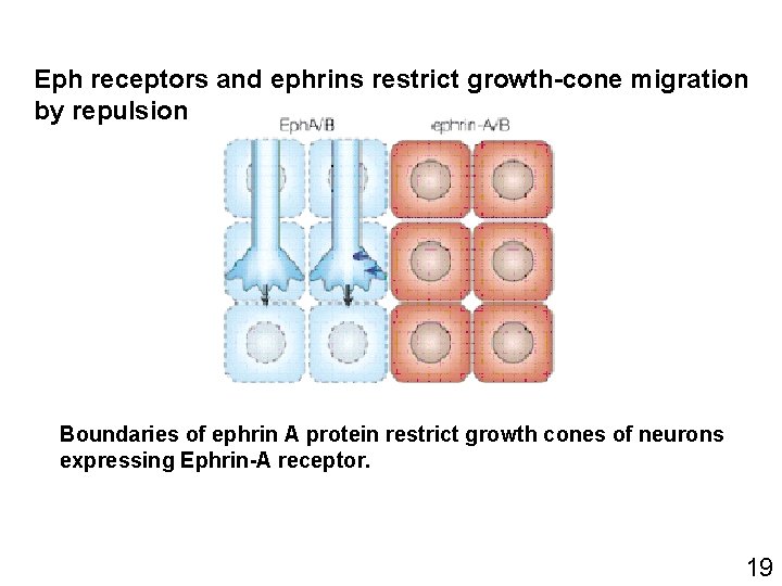 Eph receptors and ephrins restrict growth-cone migration by repulsion Boundaries of ephrin A protein