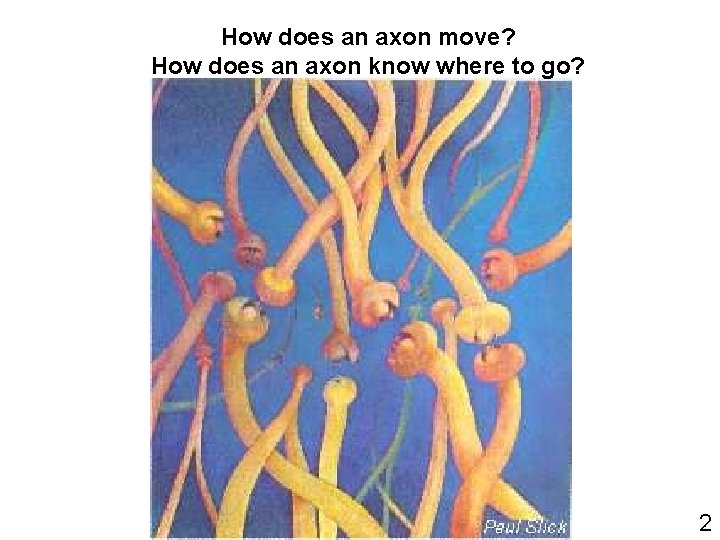 How does an axon move? How does an axon know where to go? 2