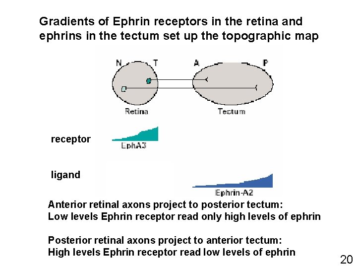 Gradients of Ephrin receptors in the retina and ephrins in the tectum set up