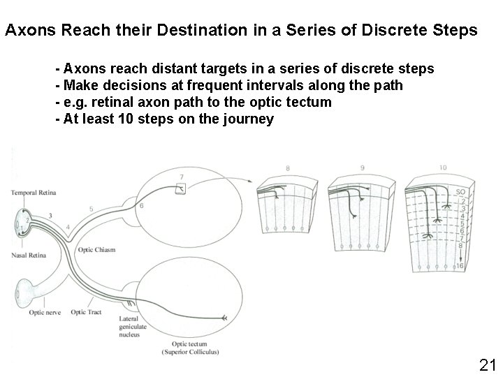 Axons Reach their Destination in a Series of Discrete Steps - Axons reach distant