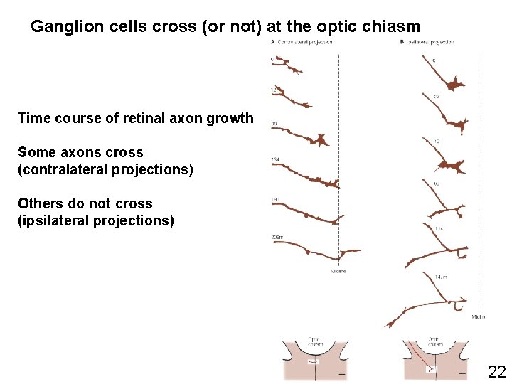 Ganglion cells cross (or not) at the optic chiasm Time course of retinal axon