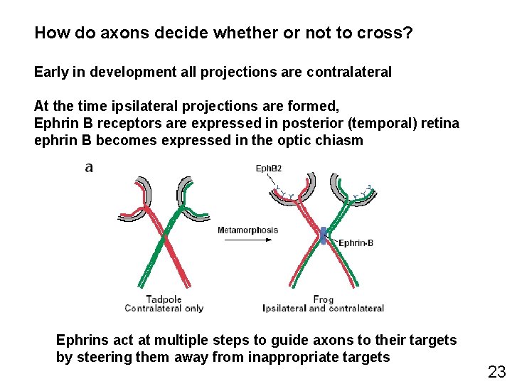 How do axons decide whether or not to cross? Early in development all projections