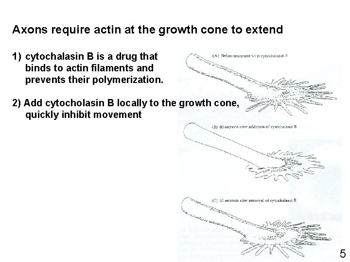 Axons require actin at the growth cone to extend 1) cytochalasin B is a