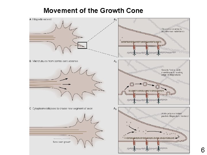 Movement of the Growth Cone 6 
