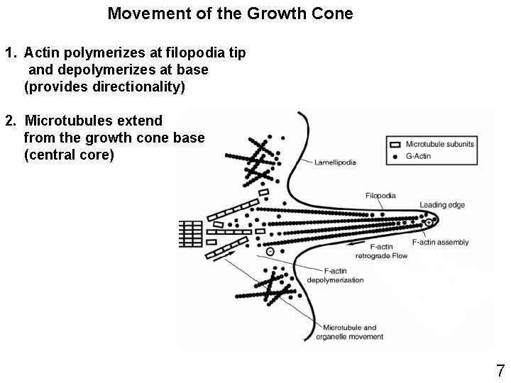 Movement of the Growth Cone 1. Actin polymerizes at filopodia tip and depolymerizes at